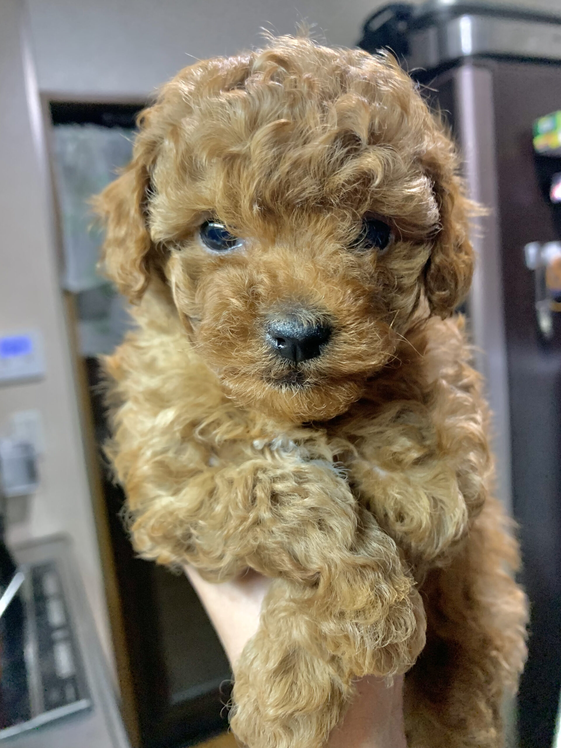 仔犬画像