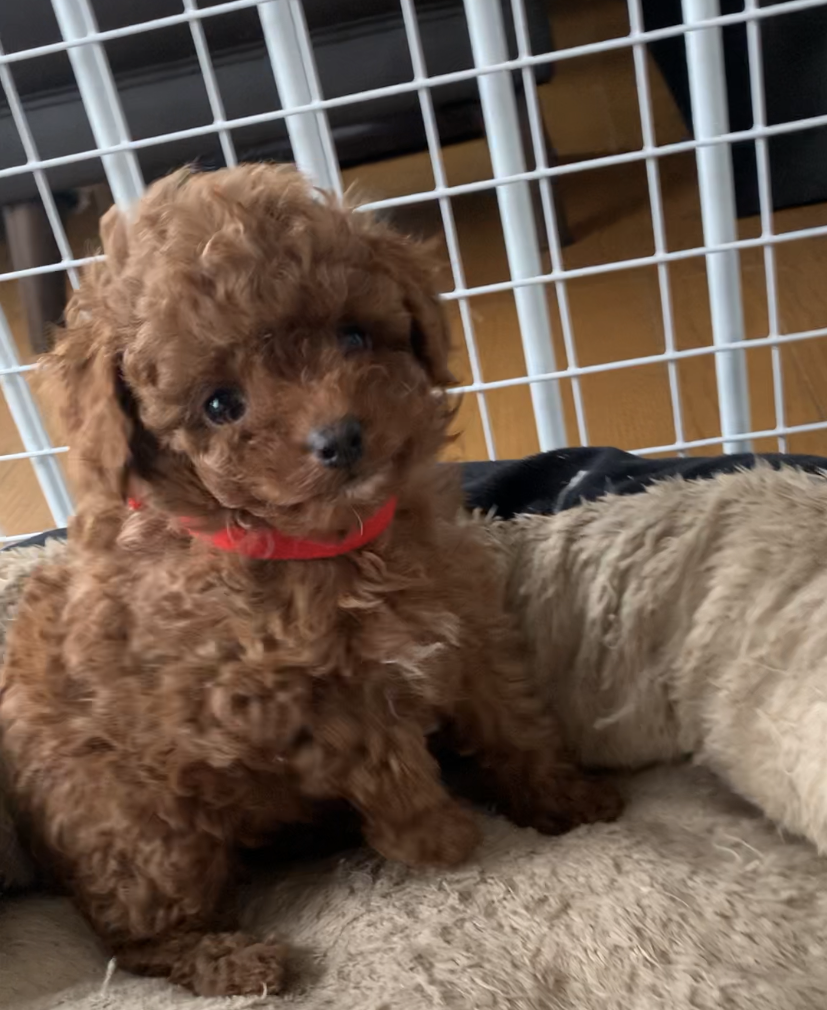 仔犬画像