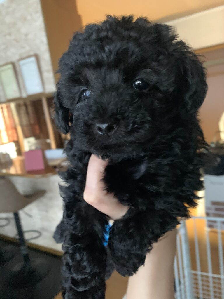 BRACKY