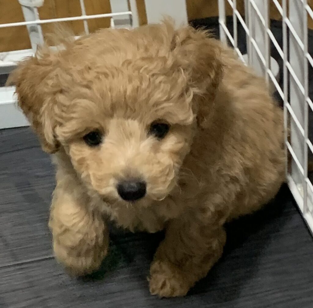 BOB
