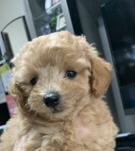 BOB