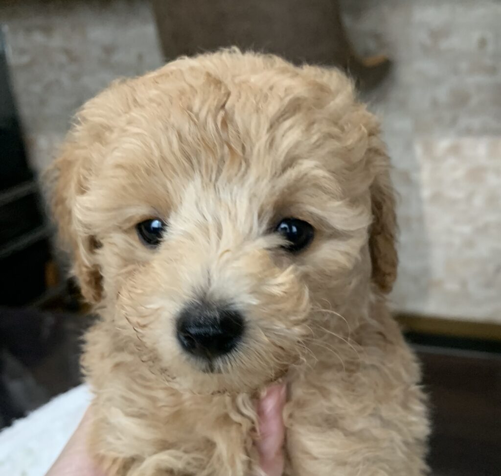 BOB