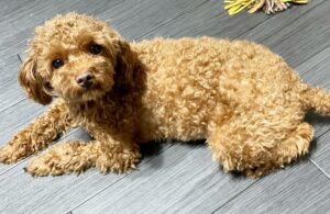 のんちゃんおめでたの兆し！