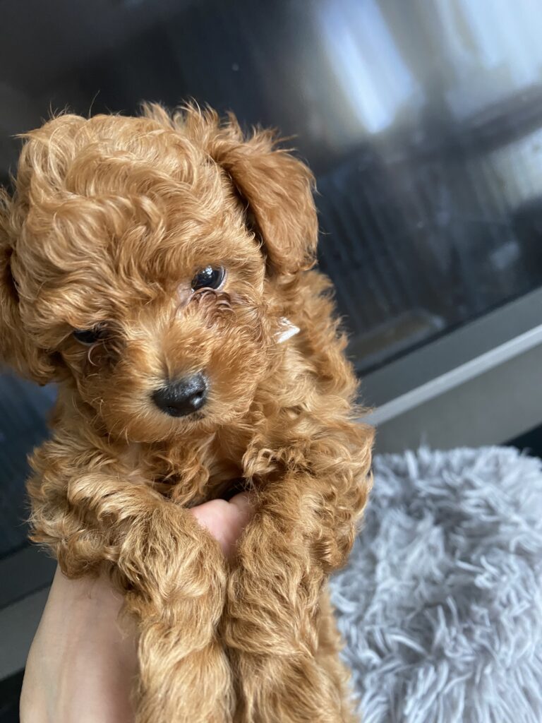 COCO