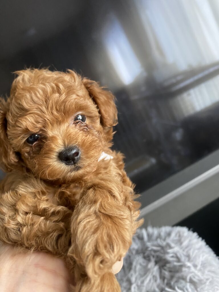 COCO
