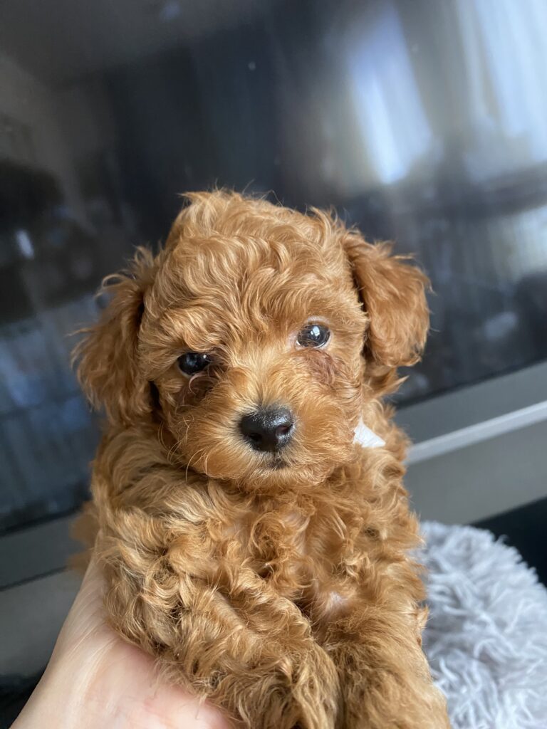 COCO