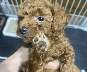 仔犬の写真