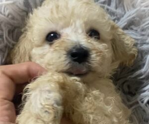 仔犬の写真