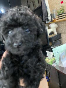 仔犬の写真