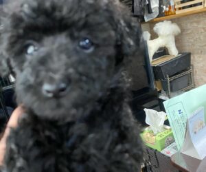 仔犬の写真
