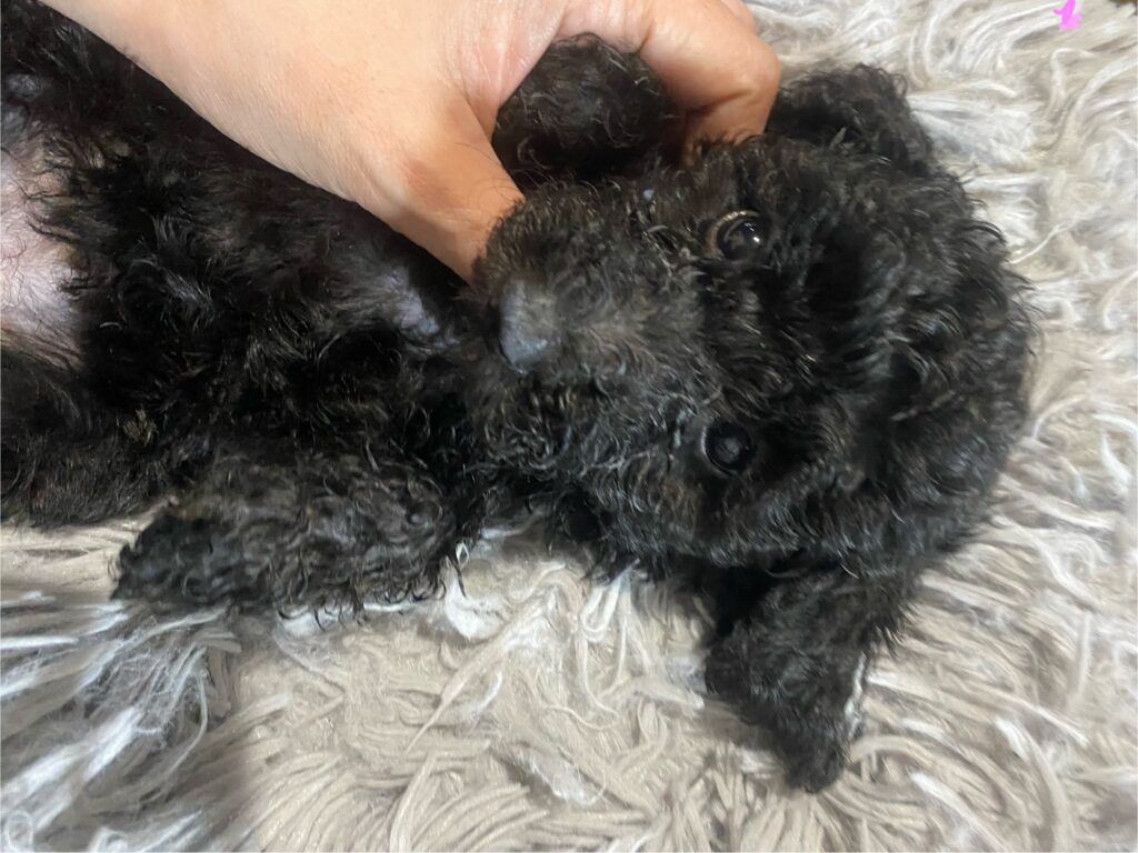 DAISY（デイジー）