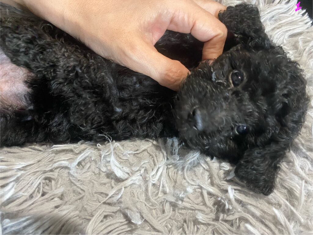 DAISY（デイジー）