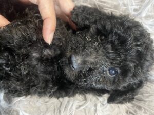 仔犬の写真