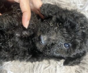 仔犬の写真