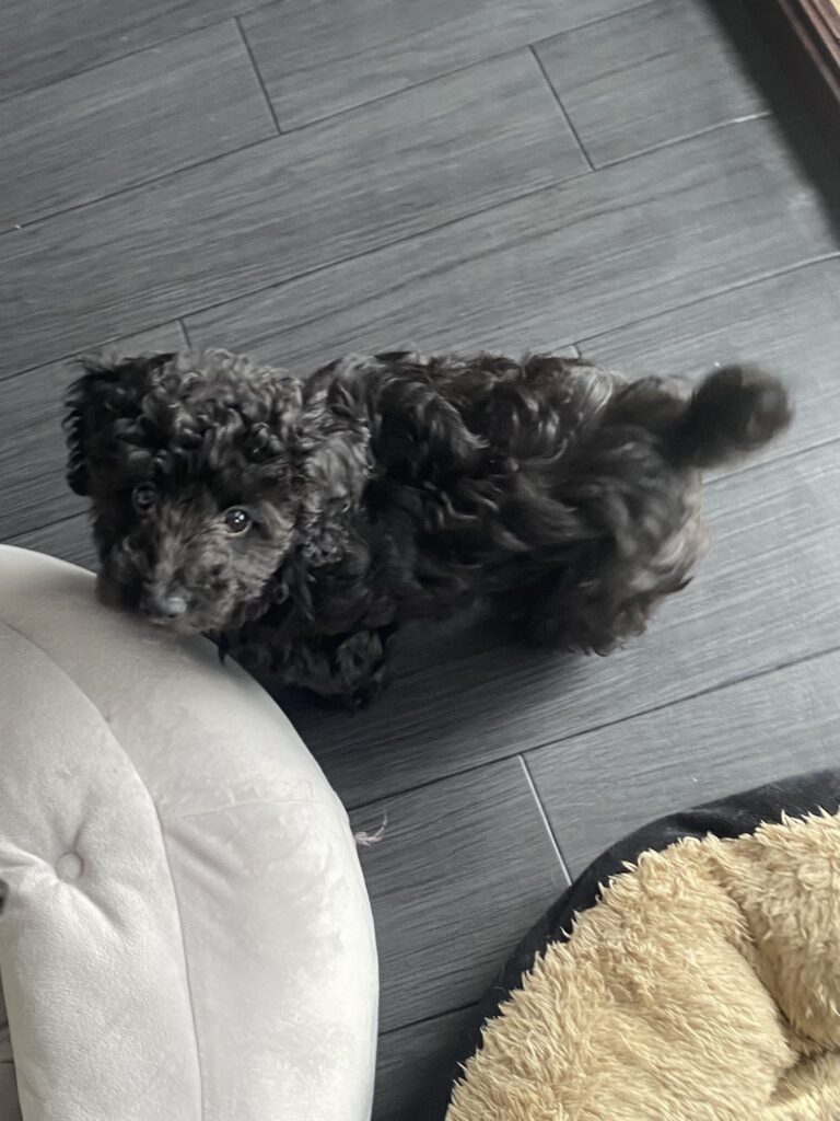 DIANE（ダイアン）