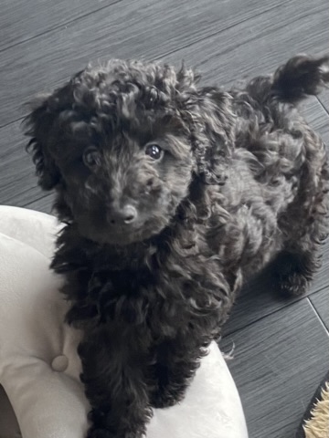 DIANE（ダイアン）