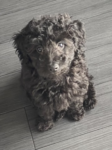 DIANE（ダイアン）