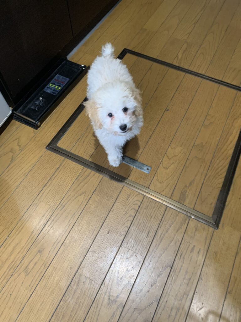 DESTINY(デスティニー）