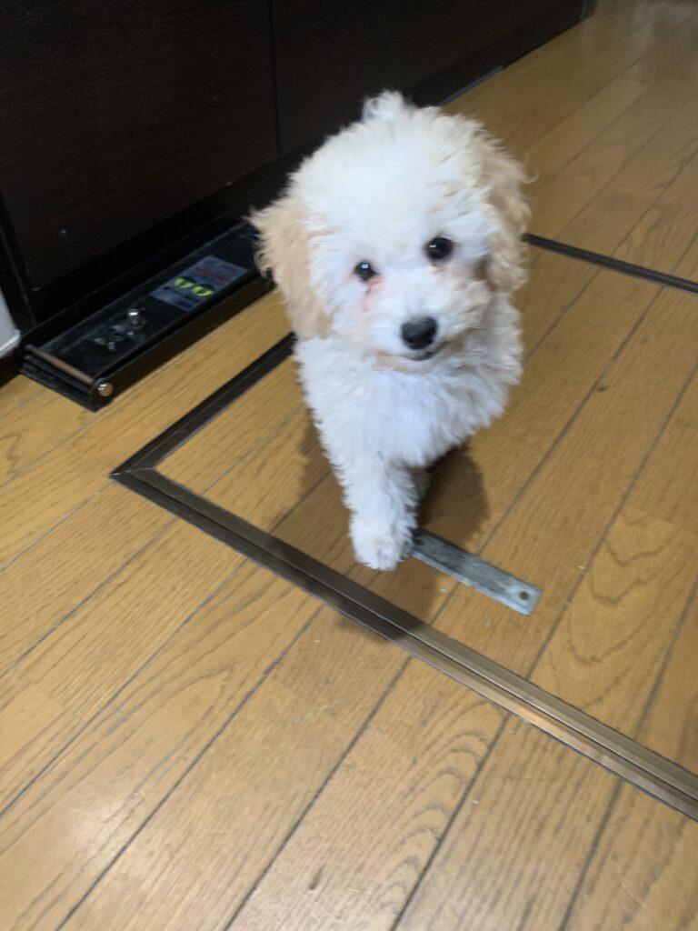 DESTINY(デスティニー）