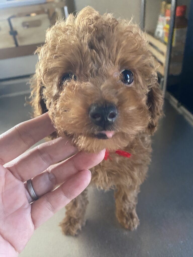 仮名candy ご家族様決まりました