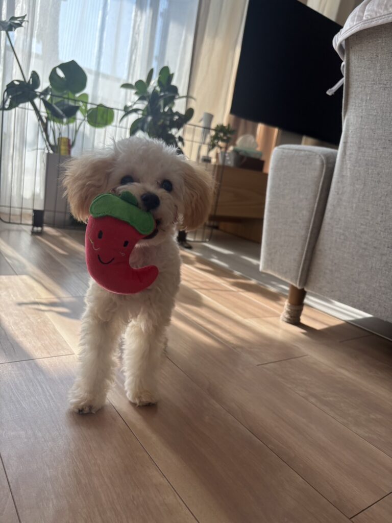 Lucaくんが遊びに来てくれました