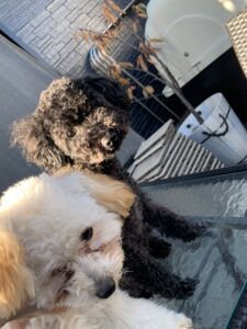 くぅの息子ルカくん、お里帰りしてくれました！