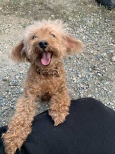 トイプードルのモコくんお預かりしました