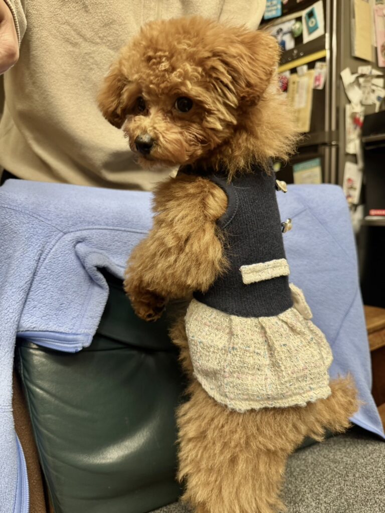 京都に巣立っていったのんbabyの長女、お写真頂きました。