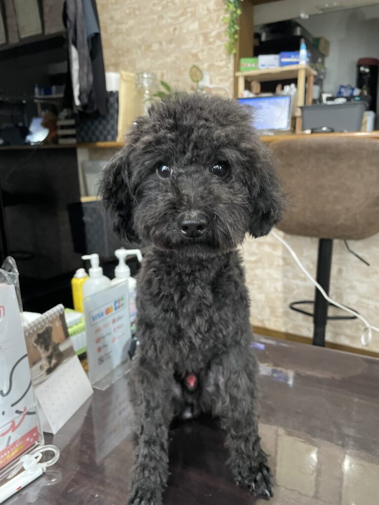 里親募集しています