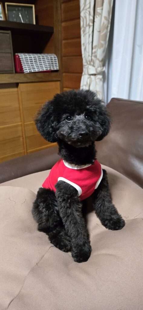 りりbaby三女 その後のお写真頂きました‼️