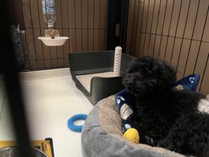 ラテくん、その後の様子動画を頂きました