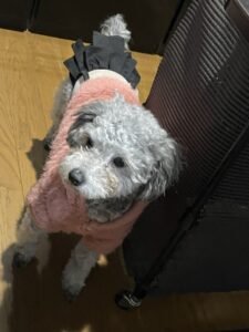 れんちゃんヒートが来ました！