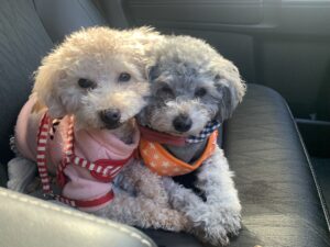 れんに続き【らい】と【のん】もヒートが来ました！