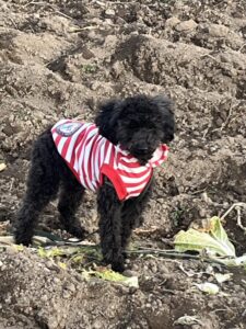 ラテくんがお里帰りしてくれることになりました！