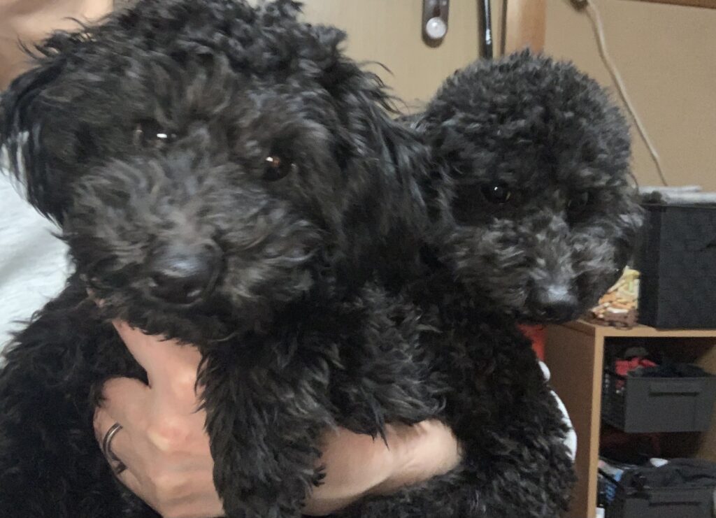 ラテくんがお里帰り中