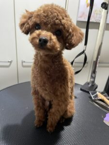 裏メニューのお知らせ