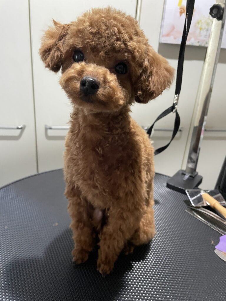 裏メニューのお知らせ