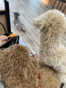 全員妊娠してました！！