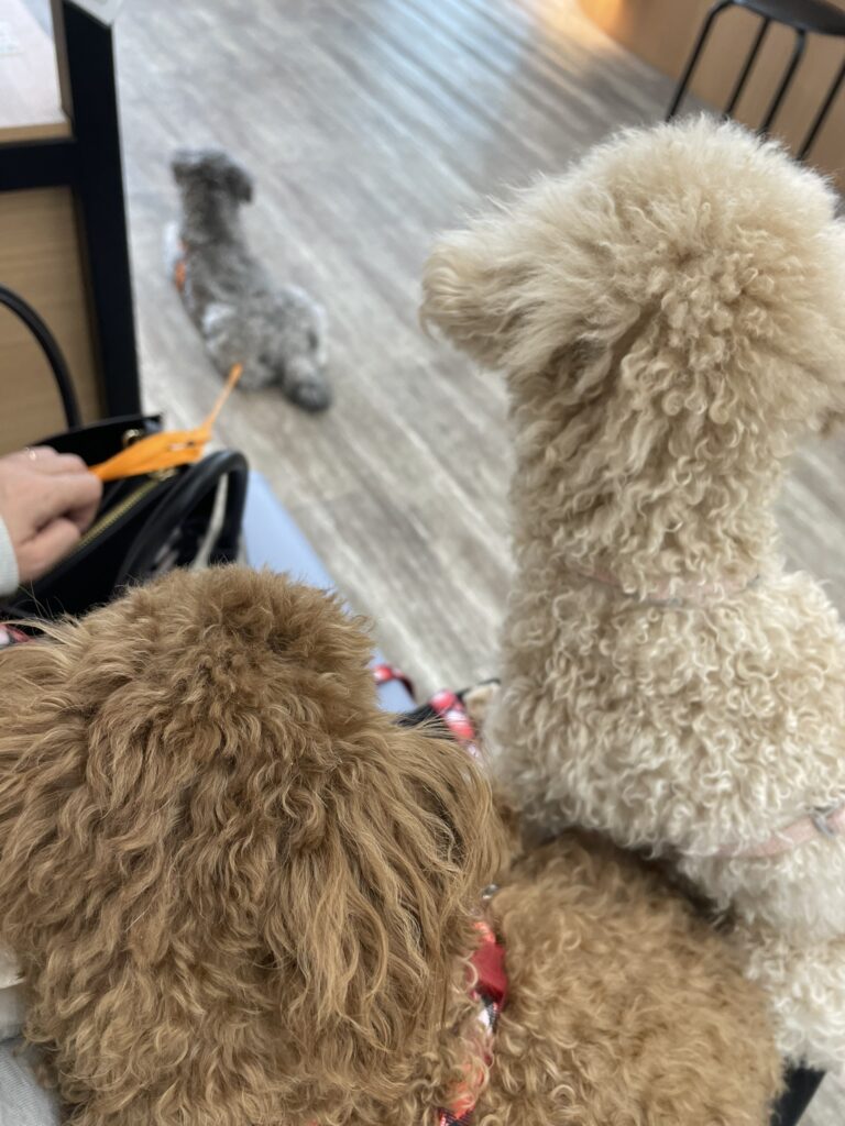 全員妊娠してました！！