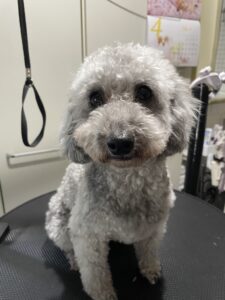 りり、ヒートが来ました！！