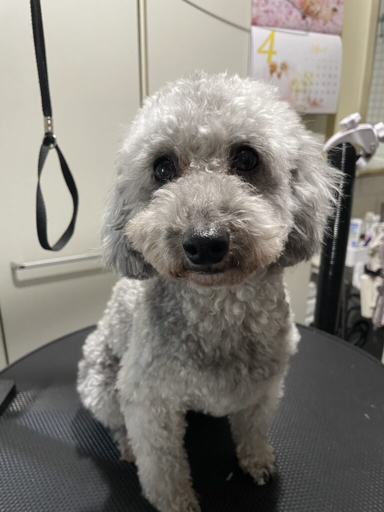 りり、ヒートが来ました！！