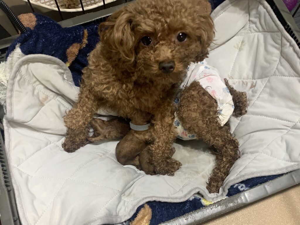 4/6　のんbaby２男２女生まれました