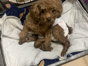 4/6　のんbaby２男２女生まれました