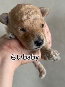 らいbaby開眼しました！