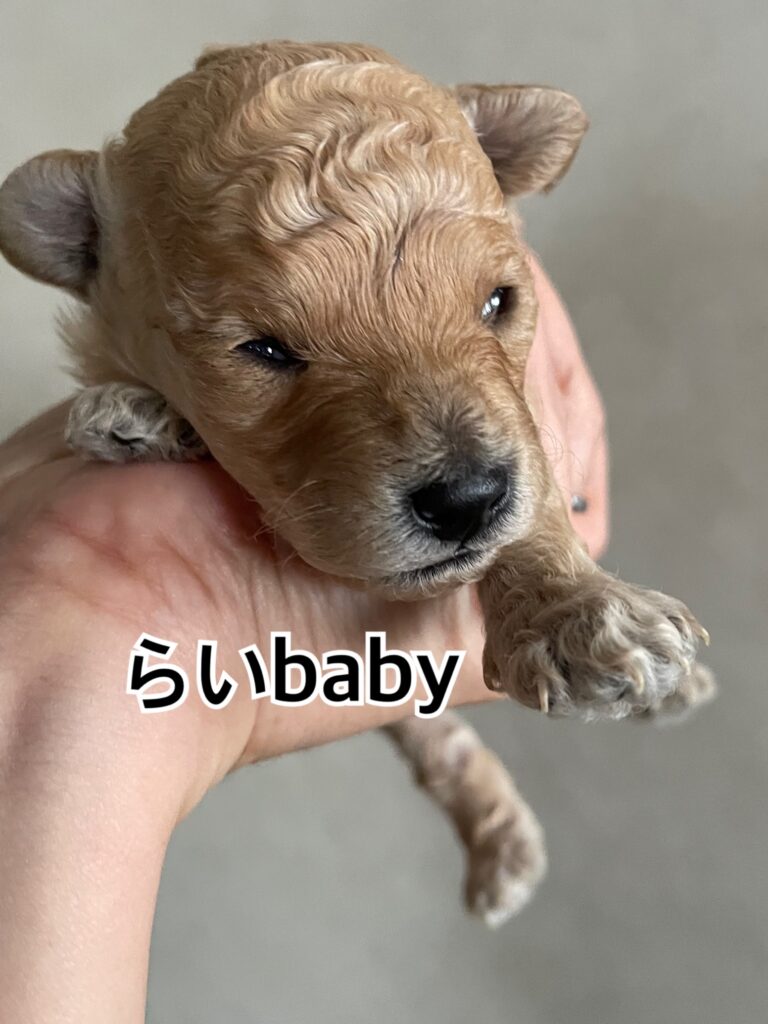 らいbaby開眼しました！