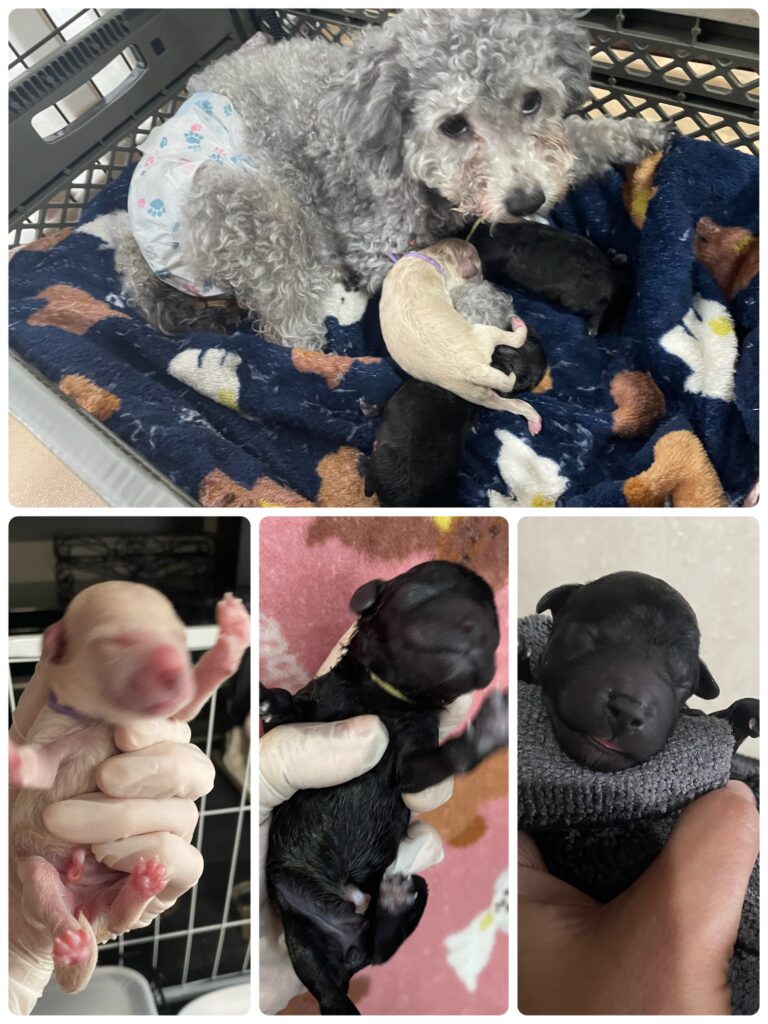 4/1 れんbaby生まれました