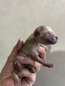 4/4 らいbaby産まれました