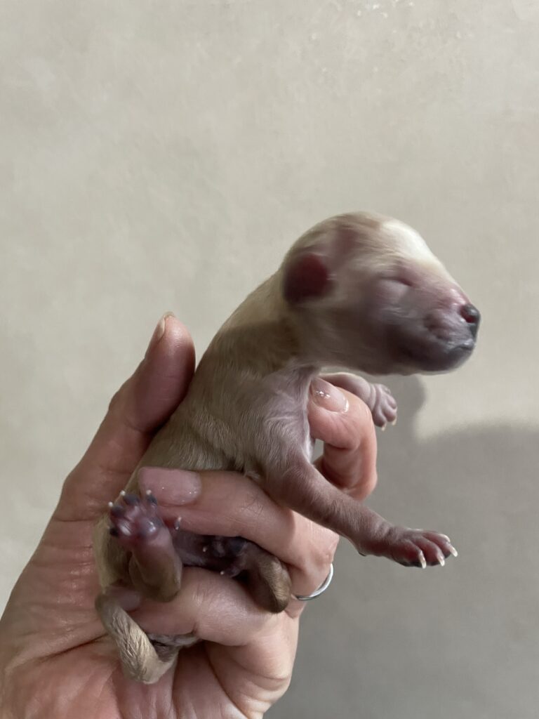 4/4 らいbaby産まれました
