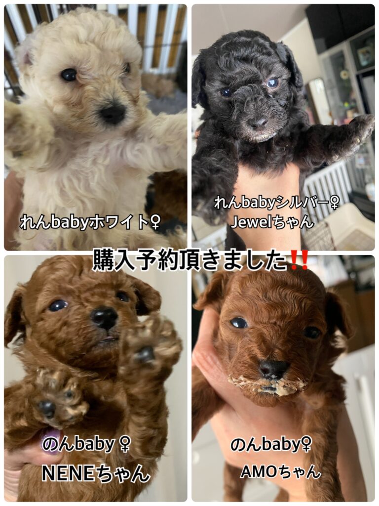 4頭、購入予約頂きました！