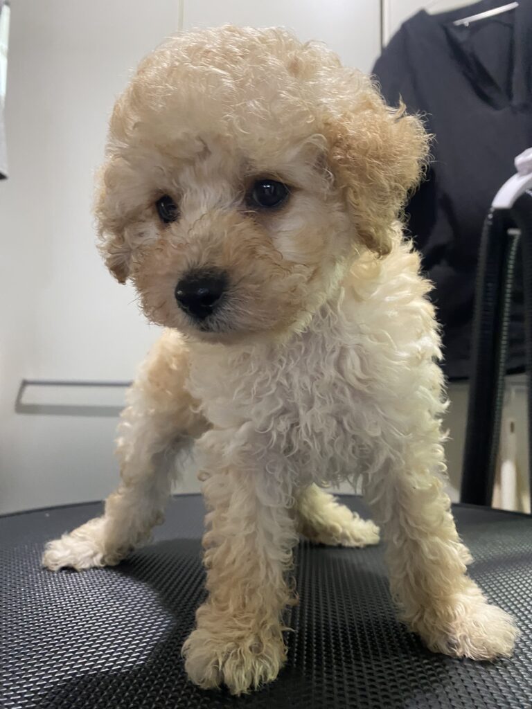 らいbaby　タイニーサイズ予想